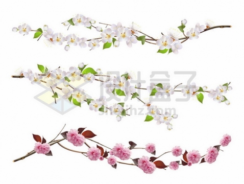 枝头上的粉色和白色桃花377781png图片素材