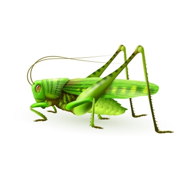 逼真的绿色蚂蚱昆虫免抠矢量图片素材