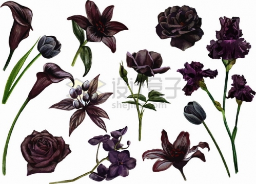 黑百合花黑玫瑰黑郁金香等黑色花朵鲜花png图片素材