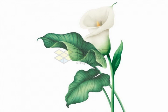 彩绘风格白百合花和绿叶png图片免抠矢量素材