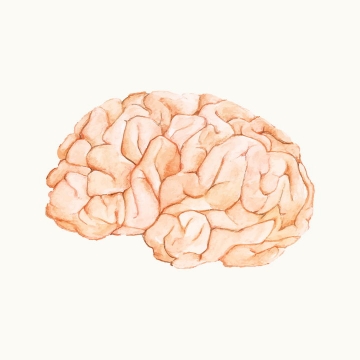 彩绘插画风格人体大脑免抠矢量图片素材