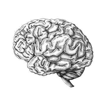 黑白色的人体大脑组织免抠矢量图片素材