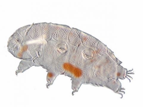 显微镜下的水熊虫缓步动物988197png图片素材