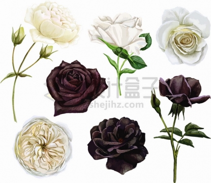 白玫瑰黑玫瑰鲜花花朵花卉png图片素材