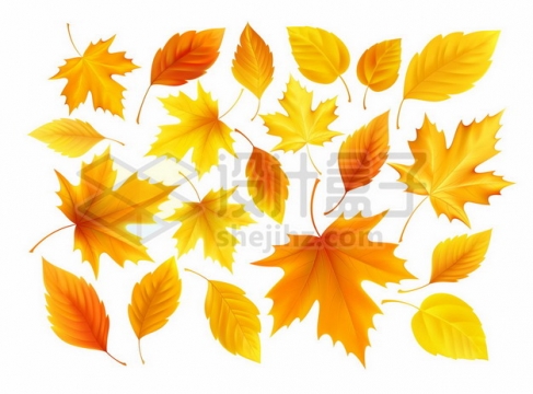 枫叶等黄色树叶秋天的叶子980472png图片素材