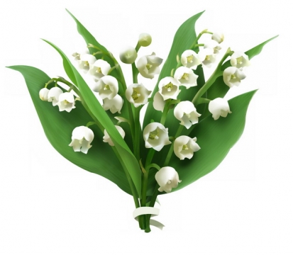 铃兰花白色小花朵569464png图片素材