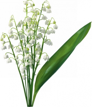 铃兰花白色小花朵350374png图片素材