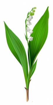 铃兰花白色小花朵254800png图片素材