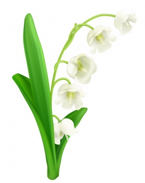 铃兰花白色小花朵888131png图片素材