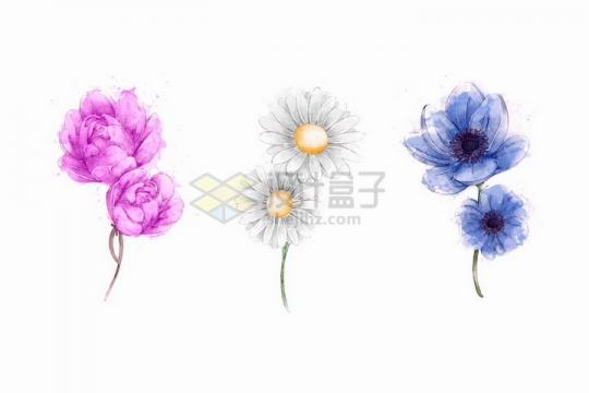 彩绘水彩画风格紫色的牡丹花雏菊和昙花等鲜花花朵png图片免抠矢量素材