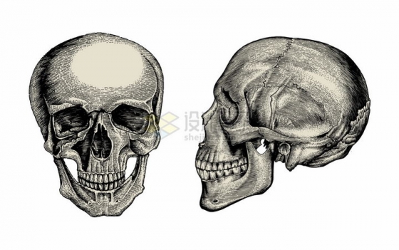 骷髅头人体头盖骨的正面和侧面手绘素描插画png图片免抠矢量素材