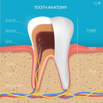 牙齿结构解剖和神经血管示意图图片免抠素材