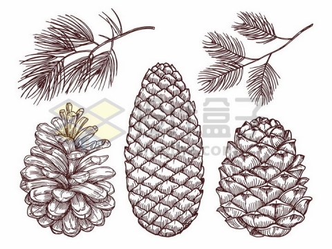 松针松树的叶子和松果手绘插画png图片免抠矢量素材