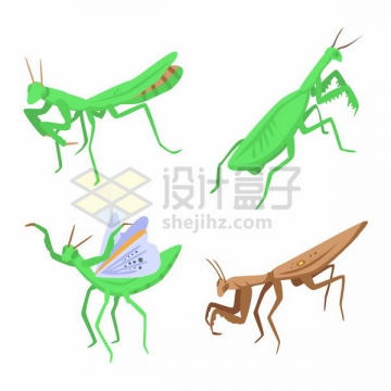 4种不同形态的螳螂png图片免抠矢量素材