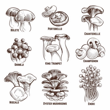 各种手绘风格平菇香菇金针菇白橙盖鹅膏菌杏鲍菇等蘑菇美味美食png图片免抠矢量素材