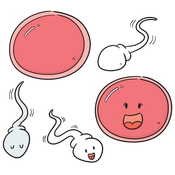 手绘线条风格卡通精子和卵子中学生物生殖配图图片免抠素材