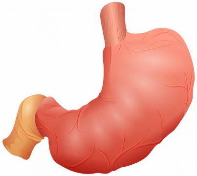 手绘风格人体胃部组织器官png图片免抠矢量素材