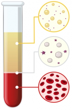 试管中沉淀下来的血液组成成分红细胞白细胞和血浆中学生物教学图片免抠素材
