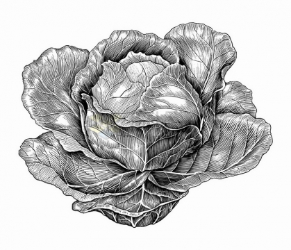 包菜美味蔬菜手绘素描插画png图片免抠矢量素材