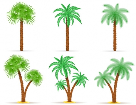 6款不同风格的热带树木椰子树棕榄树免抠矢量图片素材