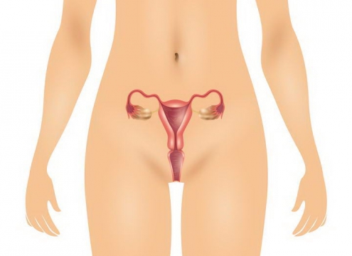 女性子宫生理结构人体解剖图片免扣素材