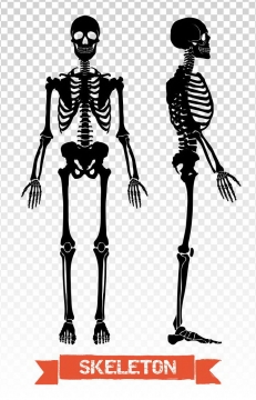 黑色正面侧面人体骨骼解剖图骷髅骨架医学人体结构图片免扣素材