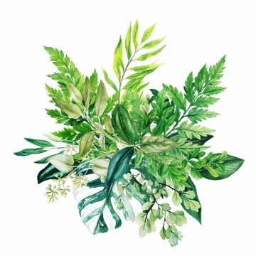 蕨类植物龟背竹等绿叶装饰水彩插画png图片素材2020040914