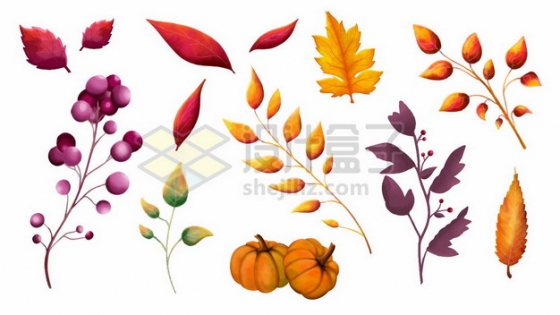 秋天里的各种红色黄色树叶果实和南瓜202401图片免抠矢量素材