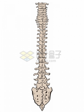 一根手绘风格的脊椎骨人体器官组织解剖图png图片免抠素材