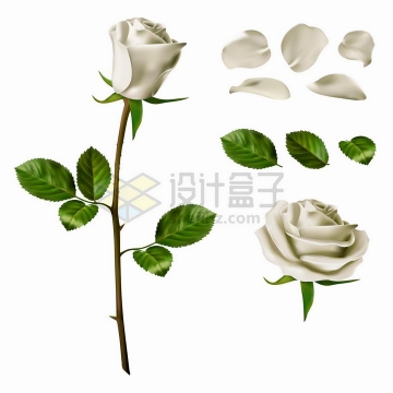 白玫瑰的花朵枝条花瓣和叶子png图片免抠矢量素材