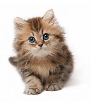 超可爱的小猫咪幼猫长毛猫幼崽180859png图片素材