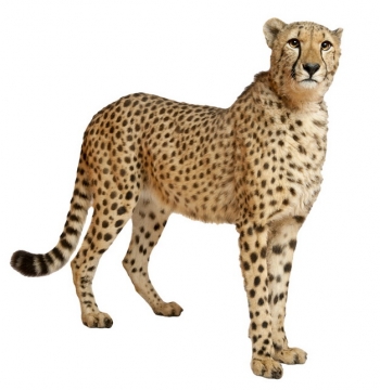 站立的猎豹大型猫科动物346124png图片素材