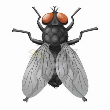 一只高清苍蝇小昆虫png图片免抠矢量素材