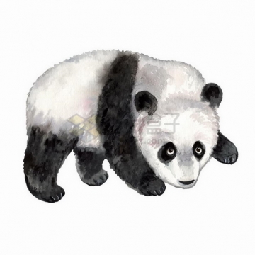 水彩画风格可爱的熊猫宝宝png图片免抠矢量素材