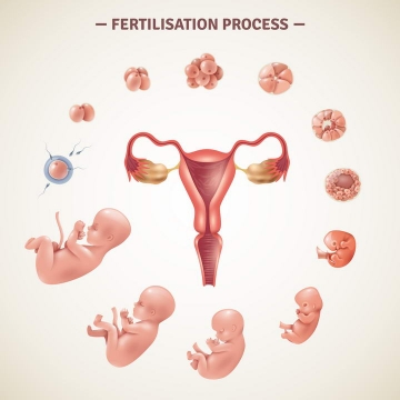 从受精开始到受精卵在子宫中发育成婴儿的过程示意图免扣图片素材