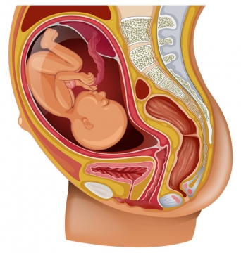 人体组织器官怀孕孕妇子宫胎儿解剖图免扣图片素材