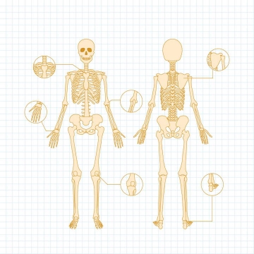 简约黄色线条人体骨骼结构示意图免扣图片素材