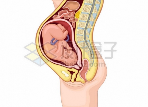 怀孕胎儿人体结构图988676png矢量图片素材
