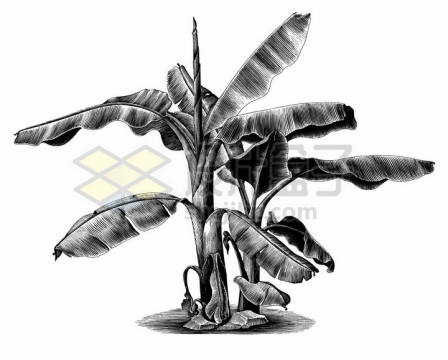 芭蕉树香蕉树手绘素描插画png图片免抠矢量素材