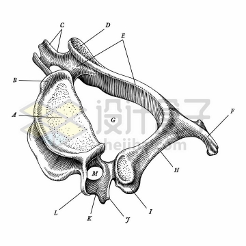 带标注的颈椎骨人体骨骼解剖图手绘素描插画png图片免抠矢量素材