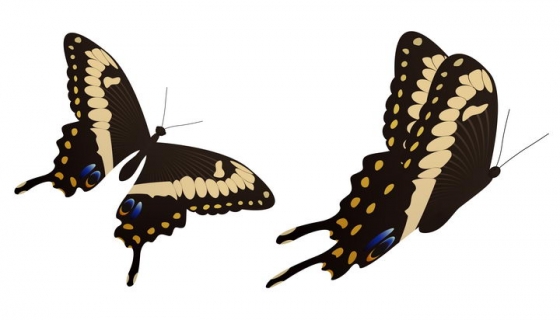 两款黑底黄纹漂亮蝴蝶昆虫图片免抠矢量素材