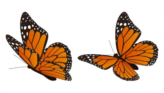 两只翩翩起舞的橙色黑色蝴蝶昆虫图片免抠矢量素材