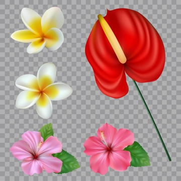各种白色粉色红色的百合花花朵花卉鲜花图片免抠矢量素材