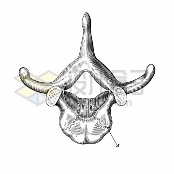 胸椎骨顶视图人体骨骼解剖图手绘素描插画png图片免抠矢量素材
