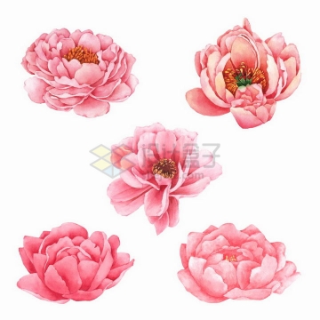5款水彩画风格粉红色的牡丹花玫瑰花鲜花png图片免抠矢量素材