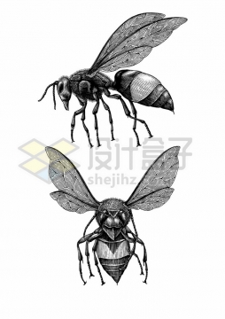 大黄蜂马蜂小昆虫手绘素描插画png图片免抠矢量素材