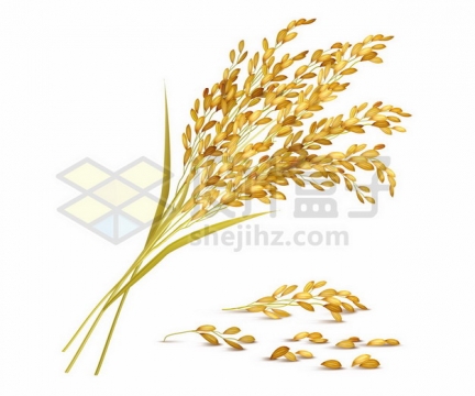 逼真的金黄色稻谷稻穗稻米大丰收636699png图片素材