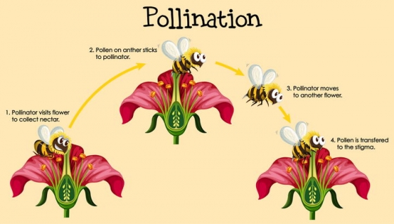 卡通蜜蜂给花朵授粉示意图png图片免抠矢量素材