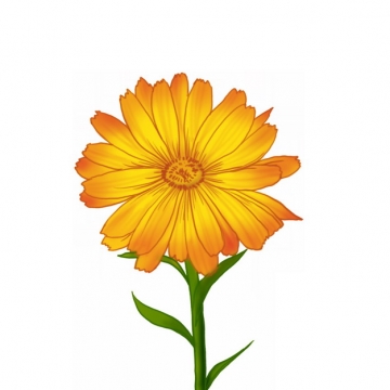 一朵金盏菊美丽花朵605178png免抠图片素材