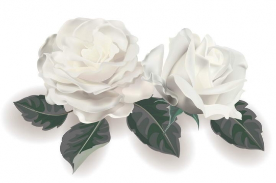 白色玫瑰花花卉花朵图片免扣素材